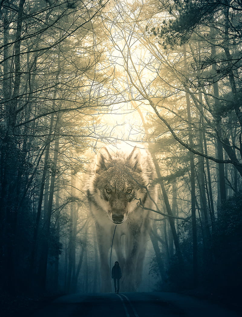 Wolf Walking, Alex, Wolf, animal, dog, surreal, woods, HD phone wallpaper