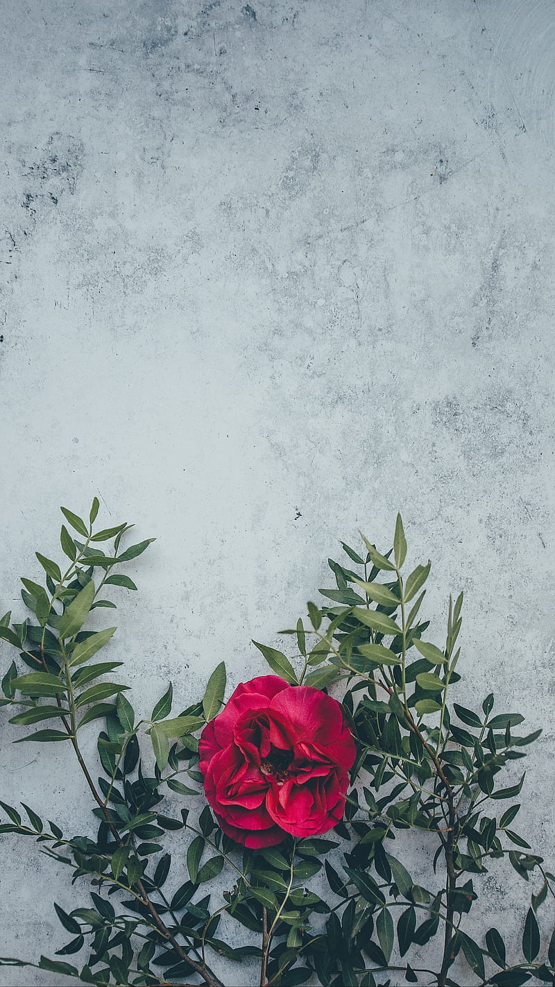 wild rose , flower, petals, leaves, wild rose, HD phone wallpaper