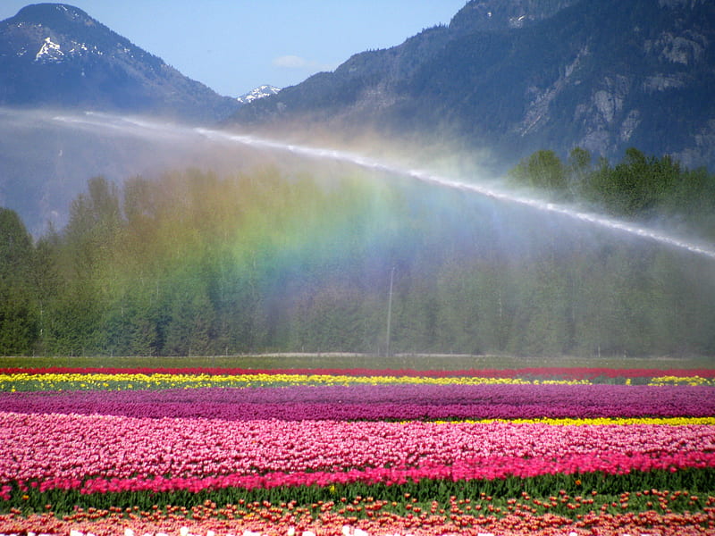 Festival colors, red, colorful, yellow, bonito, rainbow, bright, flowers, beauty, tulips, pink, colors, spring, sky, mountains, seabird, nature, horticulture, field, HD wallpaper