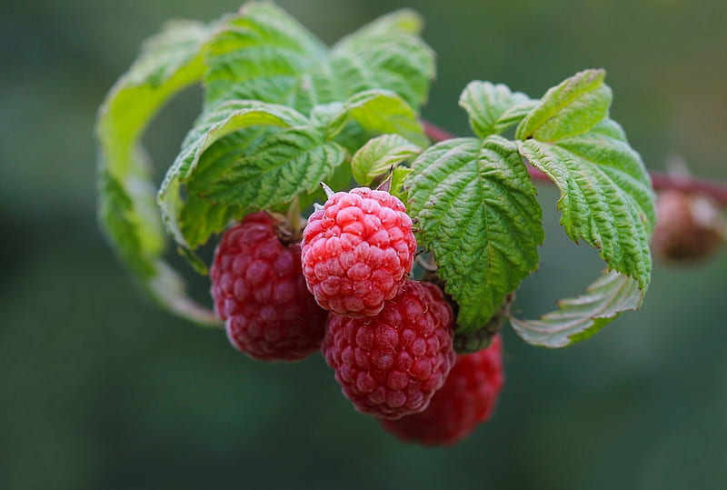 Raspberries, fruit, red, green, food, summer, raspberry, dessert, sweet, HD wallpaper