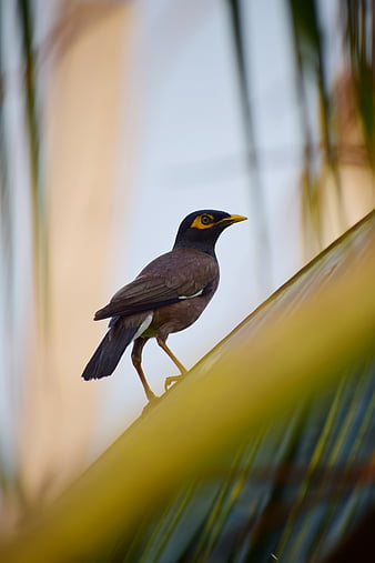 20+ Maina Bird Stock Videos and Royalty-Free Footage - iStock | Myna bird