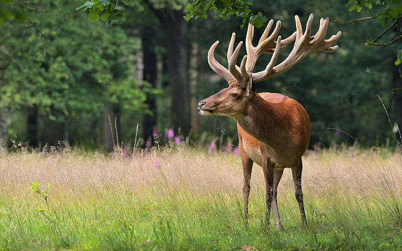 Deer Horns , deer, animals, HD wallpaper