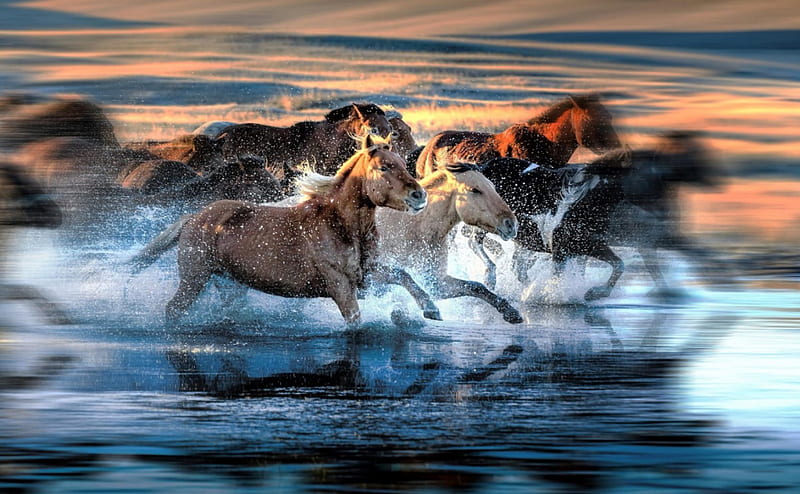 Horses, water, summer, running, horse, animal, HD wallpaper