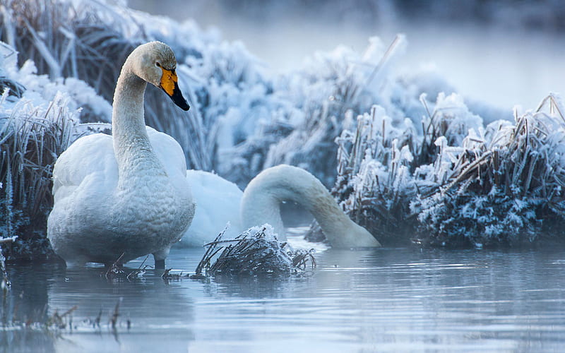 white swans, winter, lake, wildlife, swans, HD wallpaper