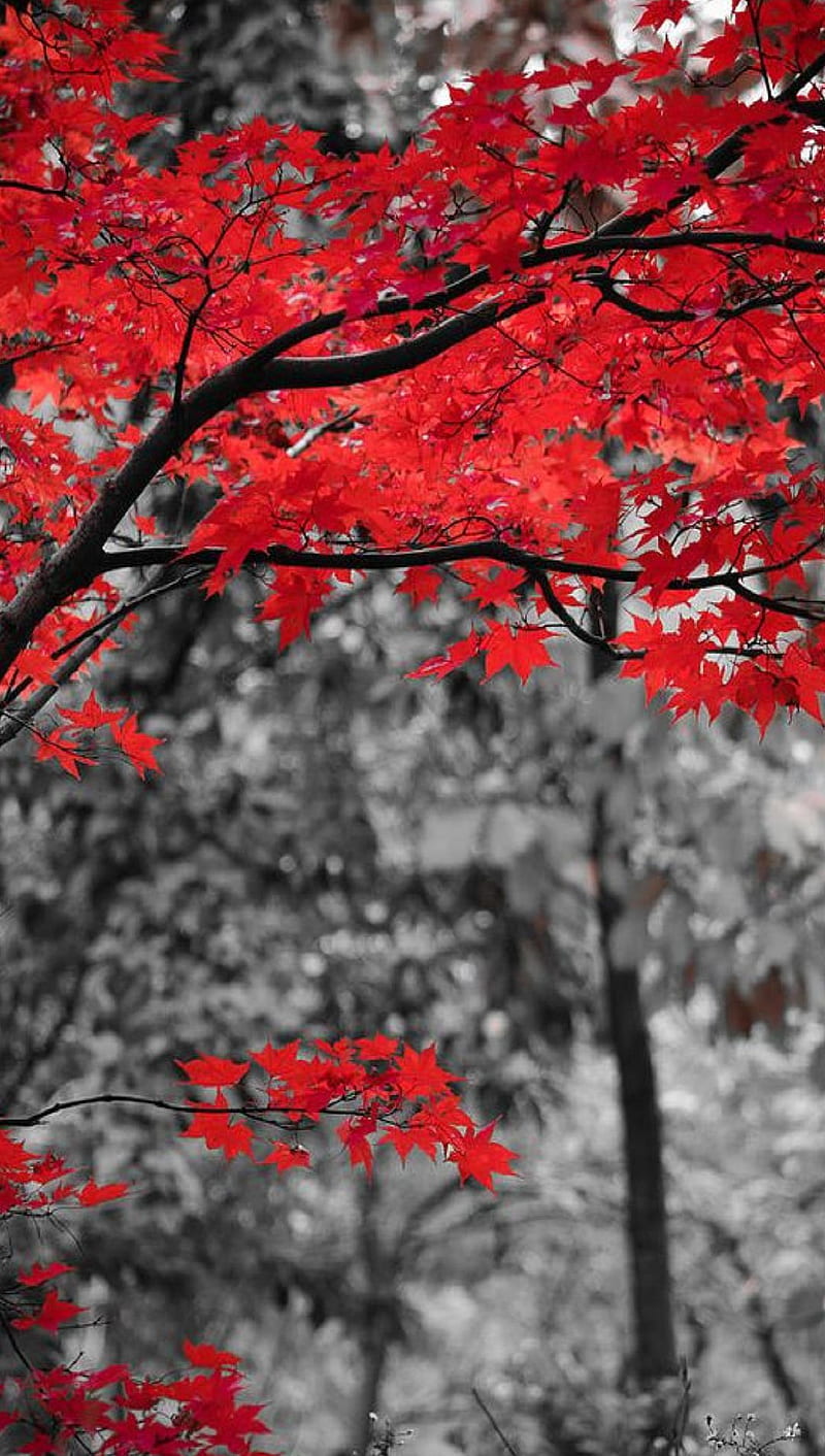 Red Tree, HD phone wallpaper