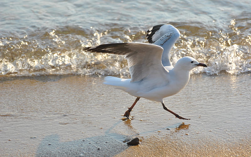 200+ Free Seagulls Wallpaper & Seagull Images - Pixabay