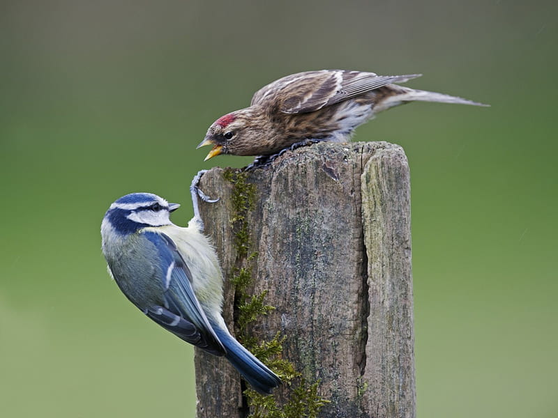 *** Are they quarrel ...? ***, quarrel, bird, birds, animals, animal, HD wallpaper