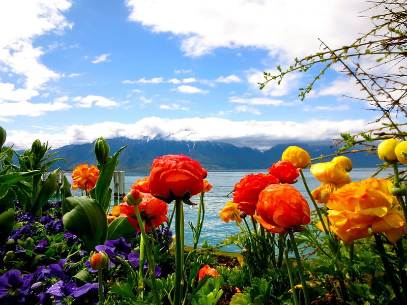 Lake flowers, pretty, colorful, shore, bonito, clouds, snowy, mountain ...