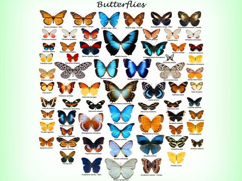 Buterflies plus, poster, wings, colors, groups, butterflies, HD wallpaper