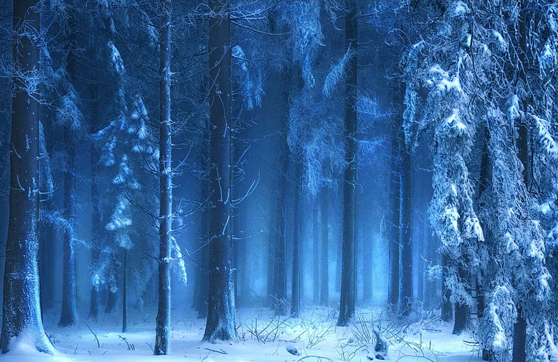 Mystic Blue, forest, snow, bonito, Switzerland, trees, fog, winter, mist, HD wallpaper
