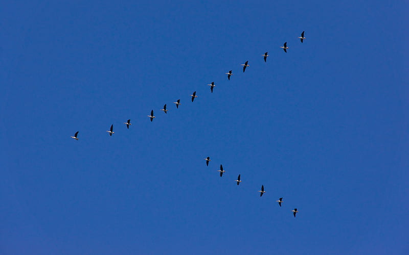 Voedel Suedwaerts, skies, migration, formation, birds, animals, blue, HD wallpaper