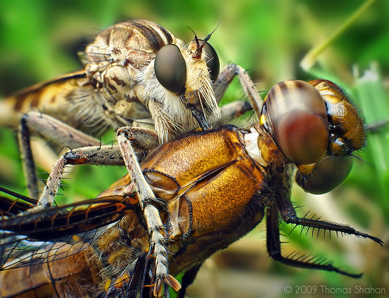 Robber Fly with Dragonfly, bug, fly, close-up, dragonfly, insect, HD wallpaper