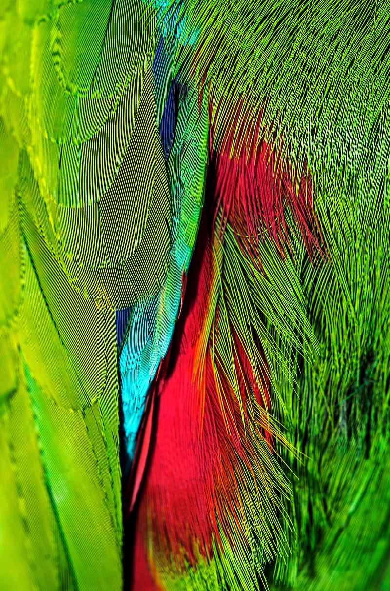 feathers, colorful, bright, iridescent, colors, HD phone wallpaper