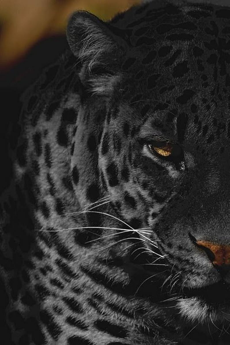 panther, cats, jaguar, leopard, leopardo, leopards, pantera, HD phone wallpaper