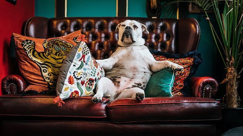 Dogs, Bulldog, Dog, Pet, Sofa, HD wallpaper