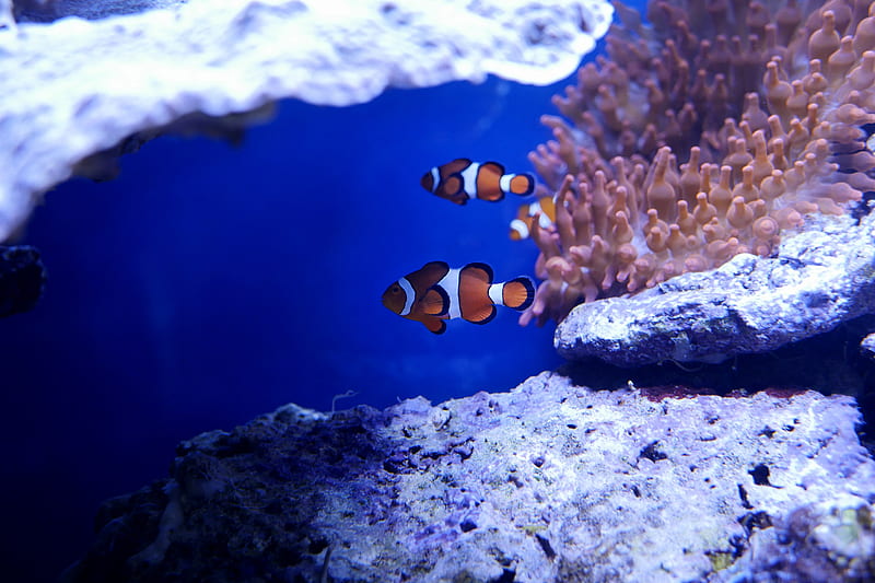 Nemo Fish In Real Underwater , fish, nemo, animals, underwater, ocean, sea, HD wallpaper