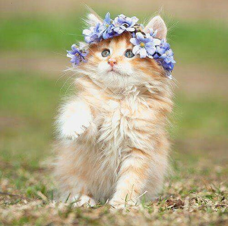 cute kitten with flower wreath, cute, wreath, painting, kitten, cats, animals, HD wallpaper