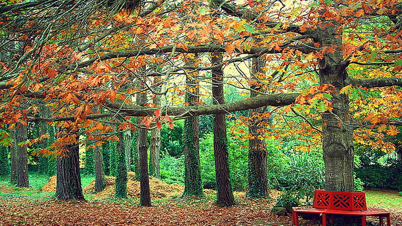 Red Metal Bench Autumn Park Yellow Green Leaves Trees Bushes Autumn, HD wallpaper