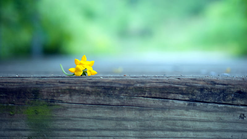 Macro Yellow Flower Blur, macro, yellow, flowers, blur, graphy, HD wallpaper