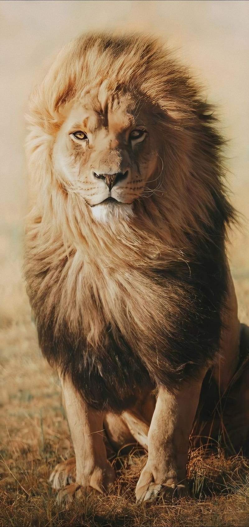 Lion, fearless, king, land, stand, strong, HD phone wallpaper | Peakpx