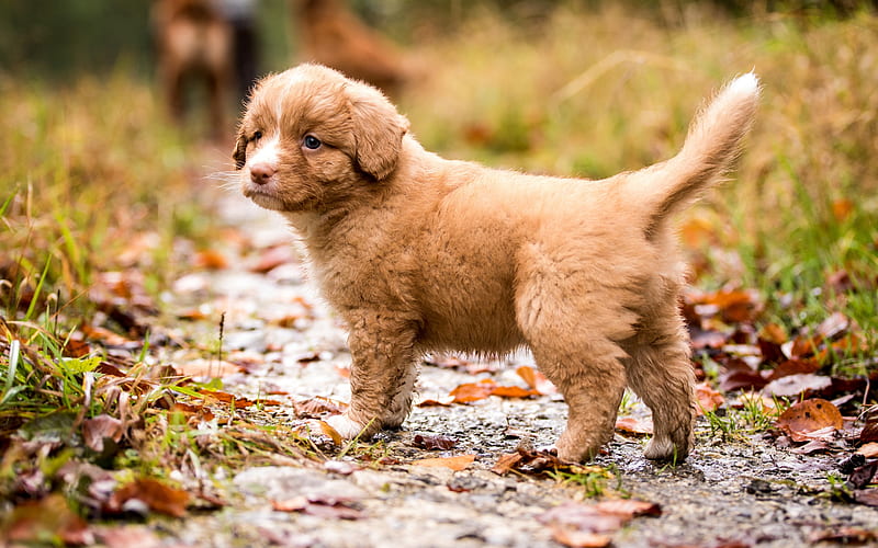 toller, little brown puppy, cute little dog, puppies, dogs, nova scotia duck tolling retriever, HD wallpaper