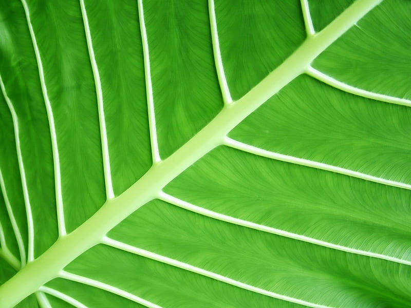Green Leaf, windows vista, nature, leaves, green, HD wallpaper | Peakpx