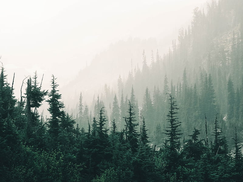 Green pine trees on foggy weather, HD wallpaper | Peakpx