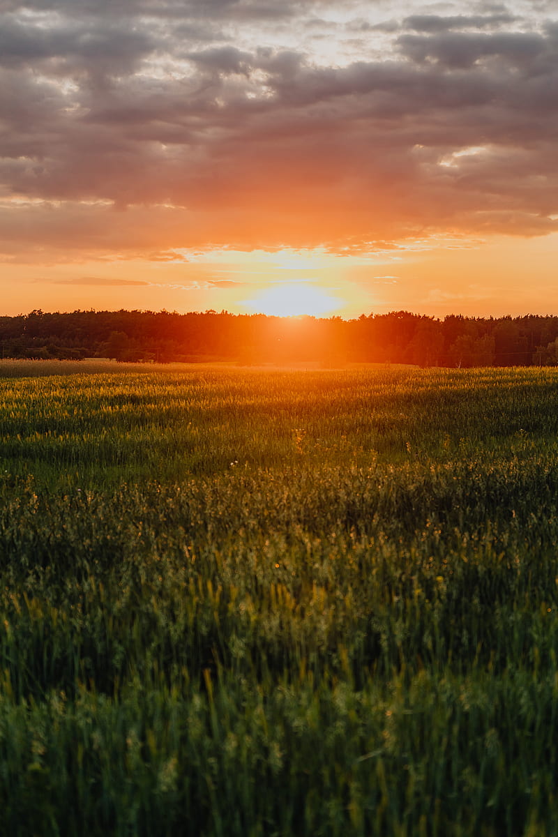 Green Grass Field during Sunset, HD phone wallpaper