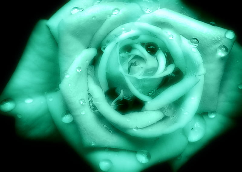 Royal Rose , Color, Green, bonito, Royal Rose, Flower, HD wallpaper