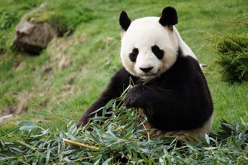 panda, funny, animal, bamboo, HD wallpaper