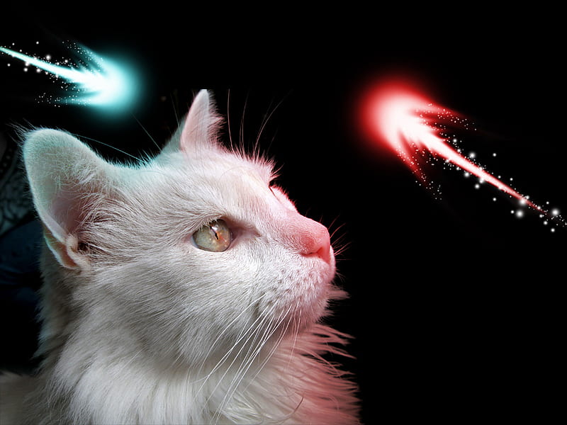 Mi gato Norverto reload, red, glow, black, abstract, cats, blue, HD wallpaper