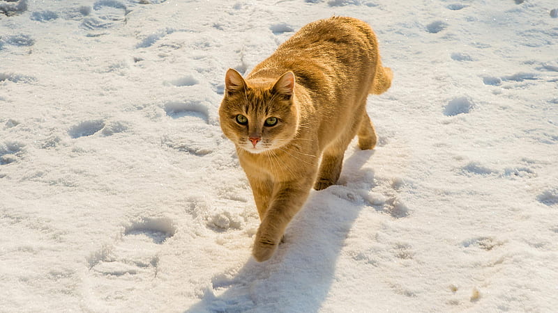 Cat Is Walking On Snow Animals, HD wallpaper