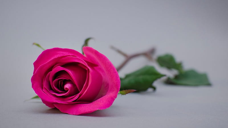 Pink_Rose, , rose, background, flower, flowers, petals, single, fullscreen,  pink, HD wallpaper | Peakpx