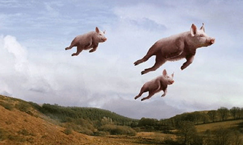 Flying pigs, three, pink, animals, high, HD wallpaper