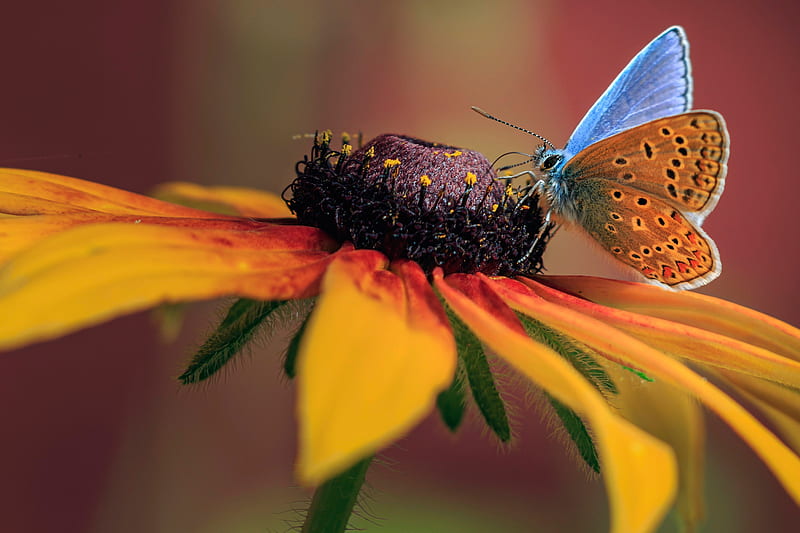 Animal, Butterfly, Flower, Insect, Macro, HD wallpaper