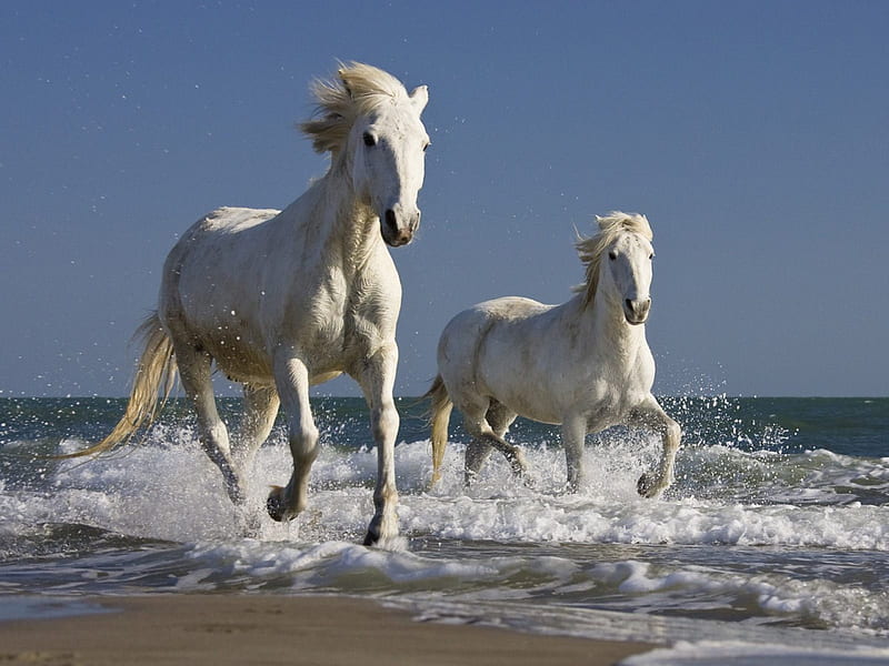 Horses on the beach, beach, water, running, white, horse, HD wallpaper