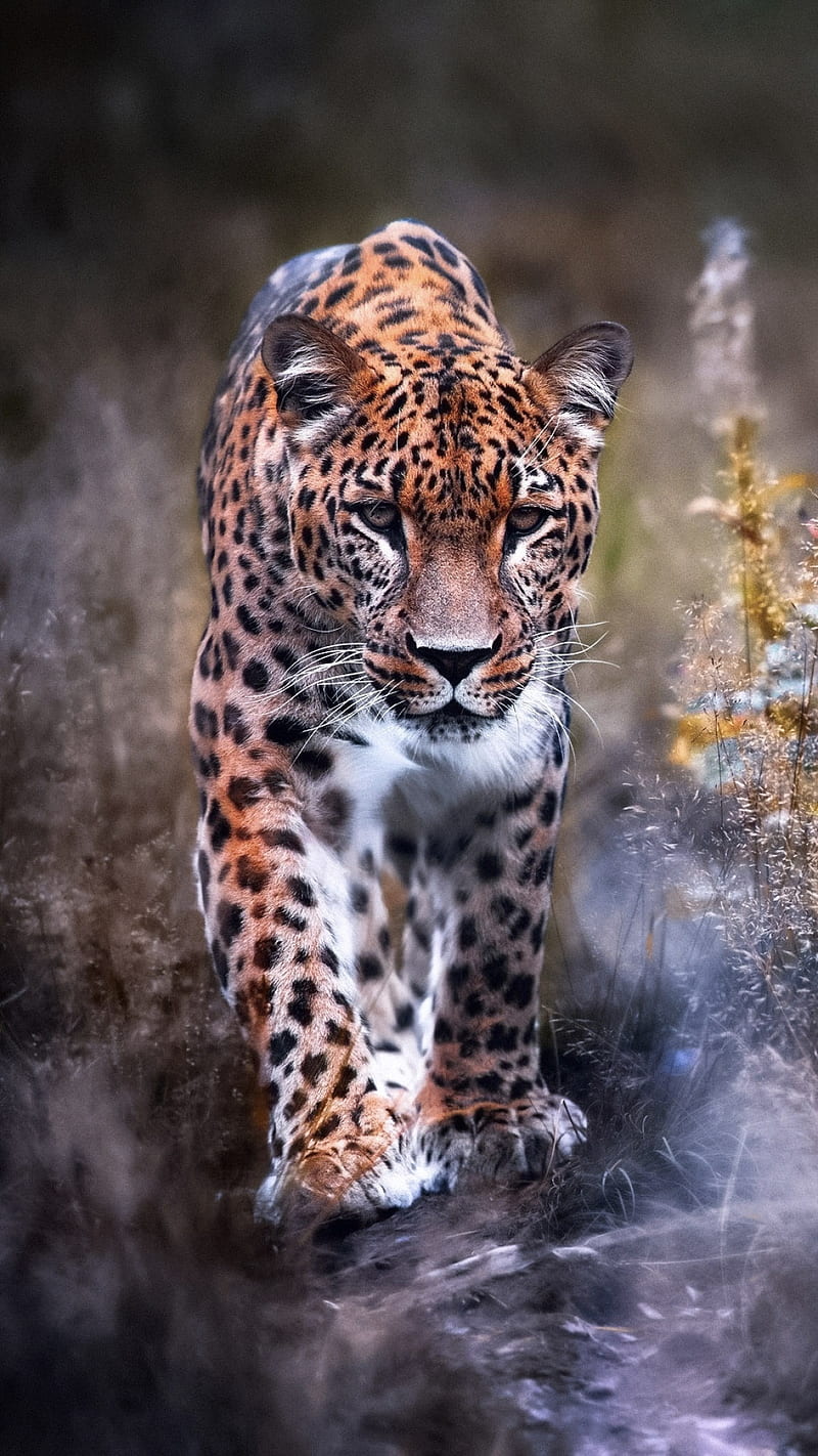 Leopard, animal, big cat, predator, wild, HD phone wallpaper | Peakpx
