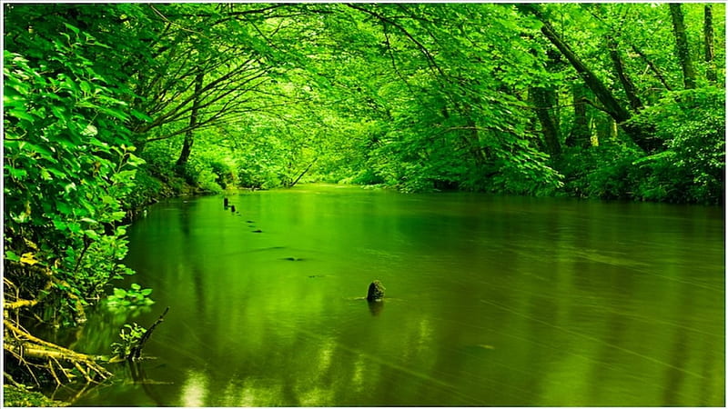 Grean Stream, forest, stream, water, green, trees, HD wallpaper | Peakpx