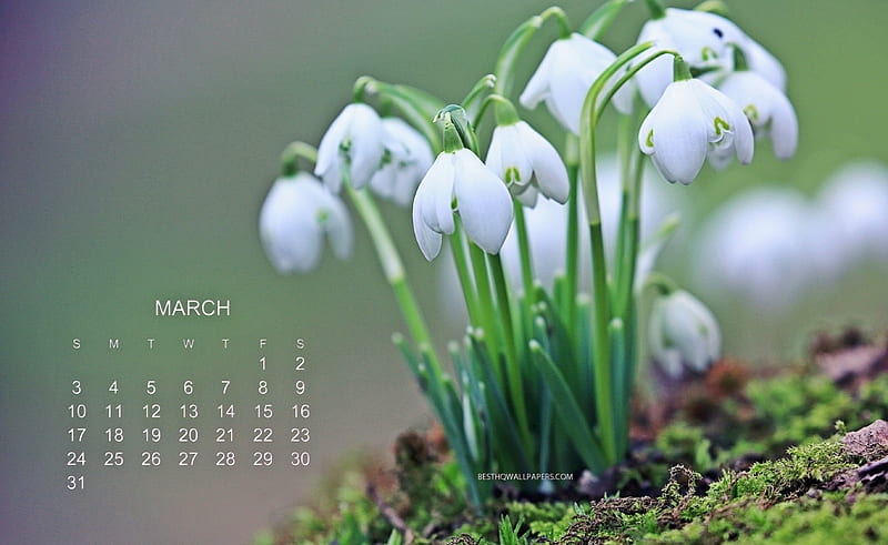 2019 March Calendar, snowdrops, green background, spring, forest, 2019 calendar, spring flowers, calendar for March 2019, flowers, HD wallpaper