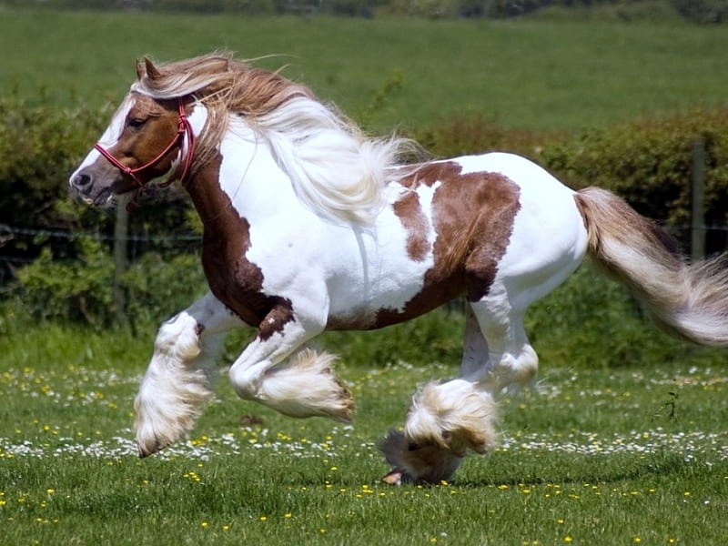 shayrskaya horse, grass, breed, horse, field, animal, HD wallpaper