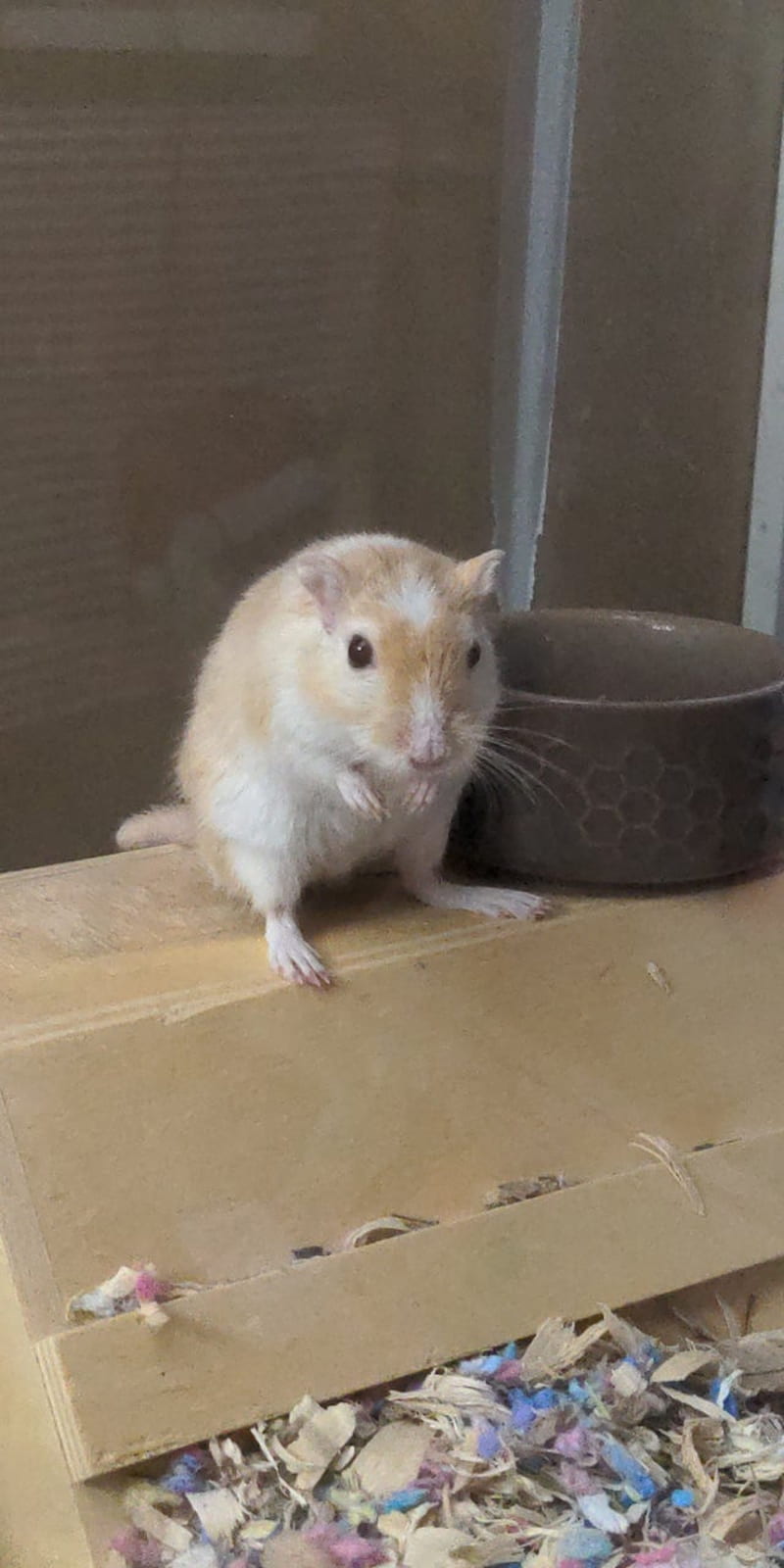 Grandpa Butters. First Was Taken SIX Years Ago. I Adopted Him From A Petstore Because Of His Tail. : R Gerbil, HD phone wallpaper
