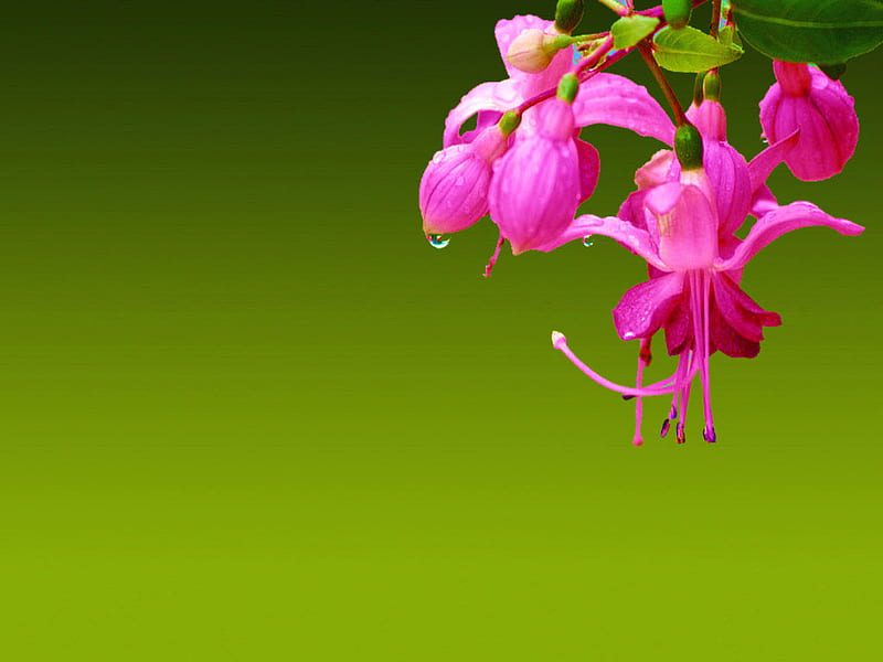 Kembang Anting-Anting, leaves, green, droplets, flower, fushia, pink, HD wallpaper