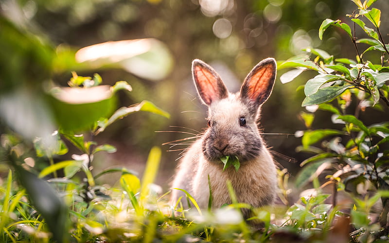rabbit in forest, bokeh, summer, cute animals, little rabbit, bunny, pets, rabbits, cute bunny, HD wallpaper