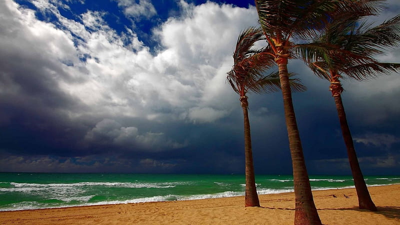 Windy day, sky, 1920x1080, ocean, palm trees, HD wallpaper