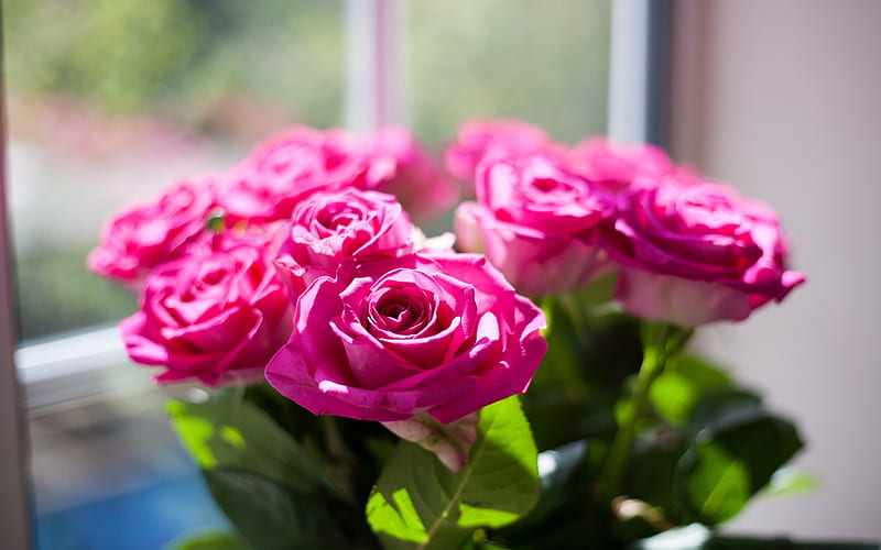 beautiful bouquet, rose, pink roses, a bouquet of roses, bouquet , roses, HD wallpaper