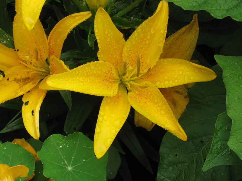 Azucenas amarillas, amarillo, flores, jardines, verano, Fondo de pantalla  HD | Peakpx