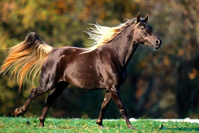 Animal, Horse, Trot, HD wallpaper