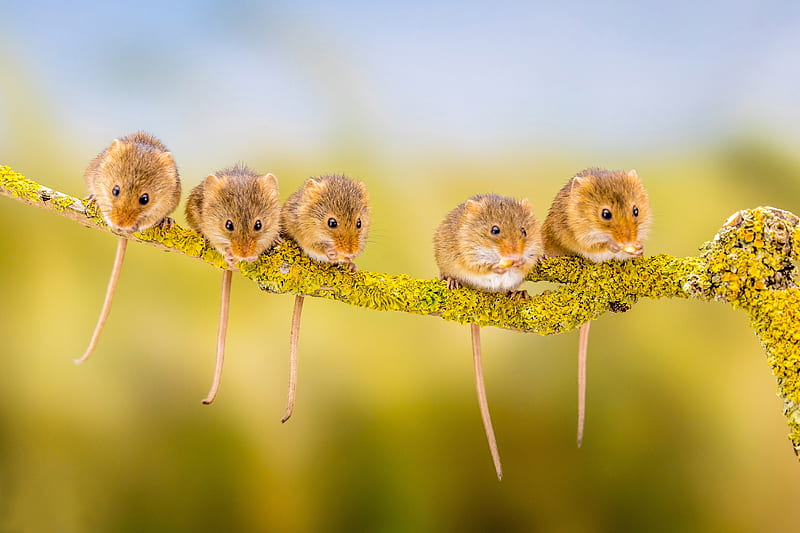 Mice, soricel, mouse, tiny, little, rodent, HD wallpaper