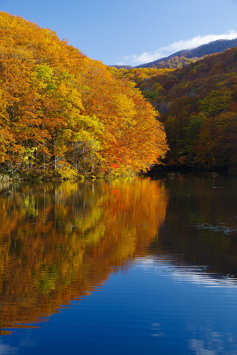 lake, trees, reflections, autumn, landscape, HD phone wallpaper