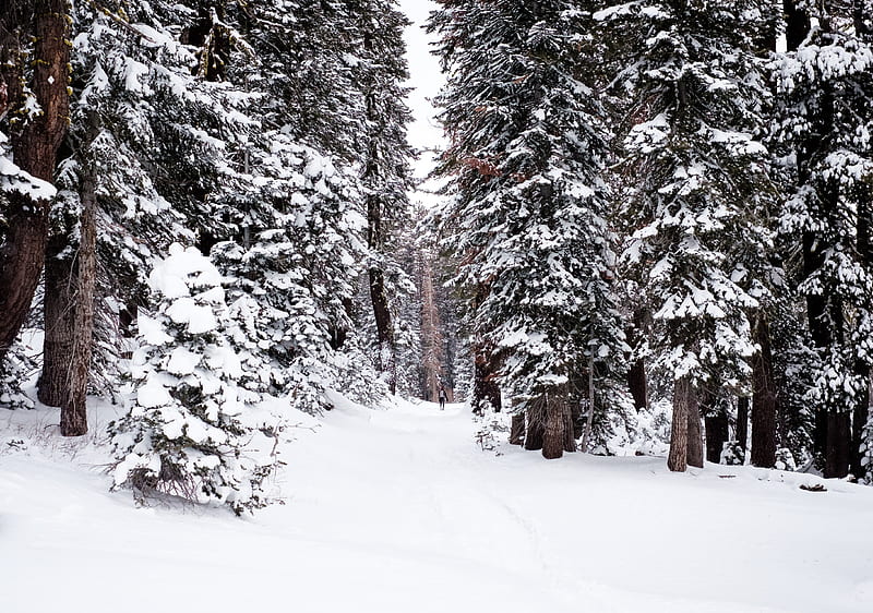 4K free download | trees covered with snow, HD wallpaper | Peakpx